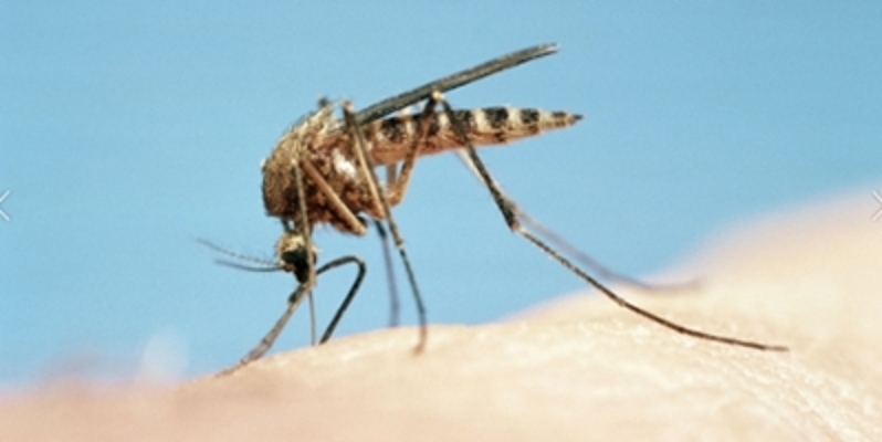 South Carolina State Veterinarian Confirms Eastern Equine Encephalitis in Beaufort County