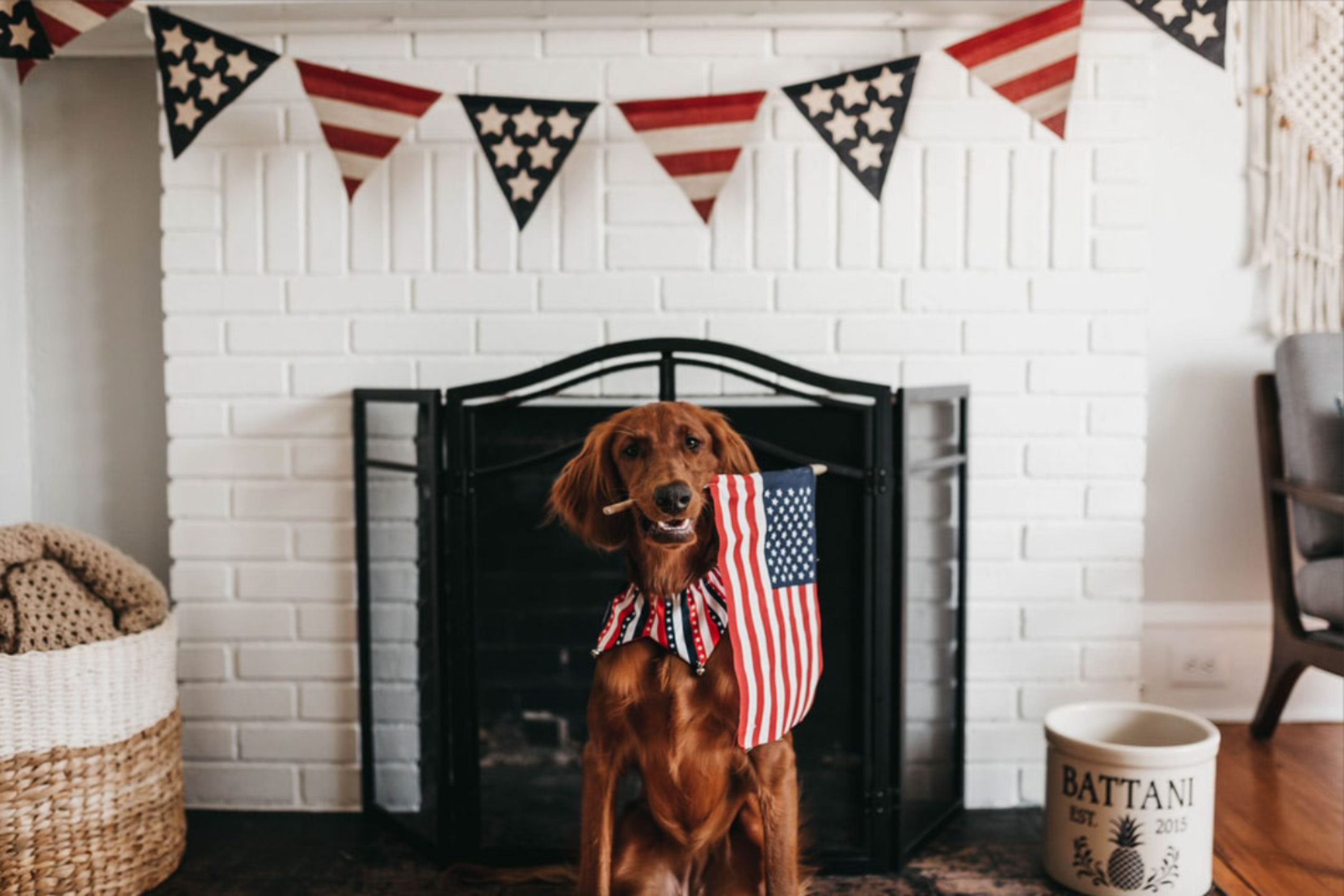 Pet Safety Tips for Fourth of July Holiday