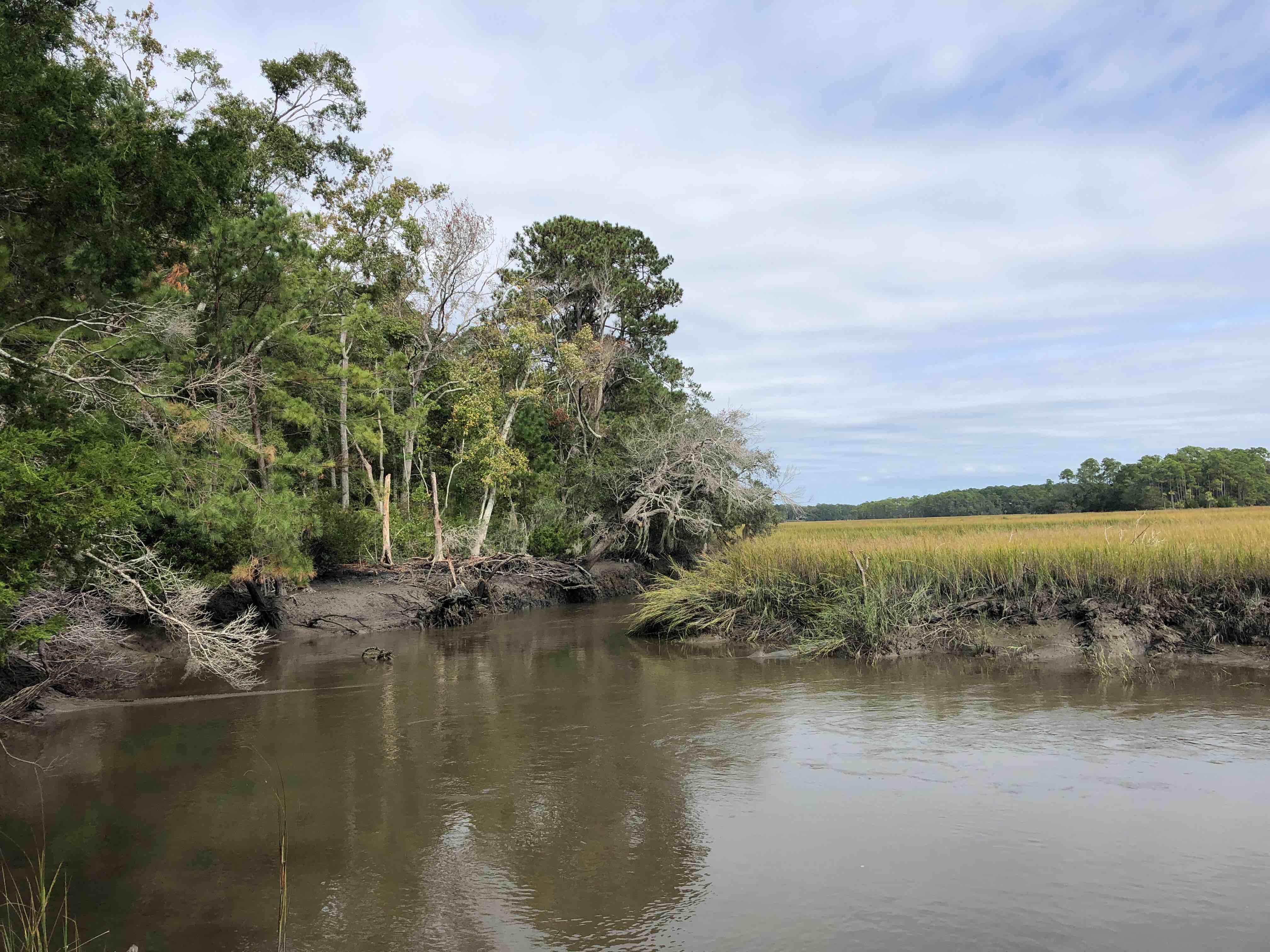 Beaufort County Preserves 108 Acres on Lady’s Island  with Purchase of Pineview Tract 