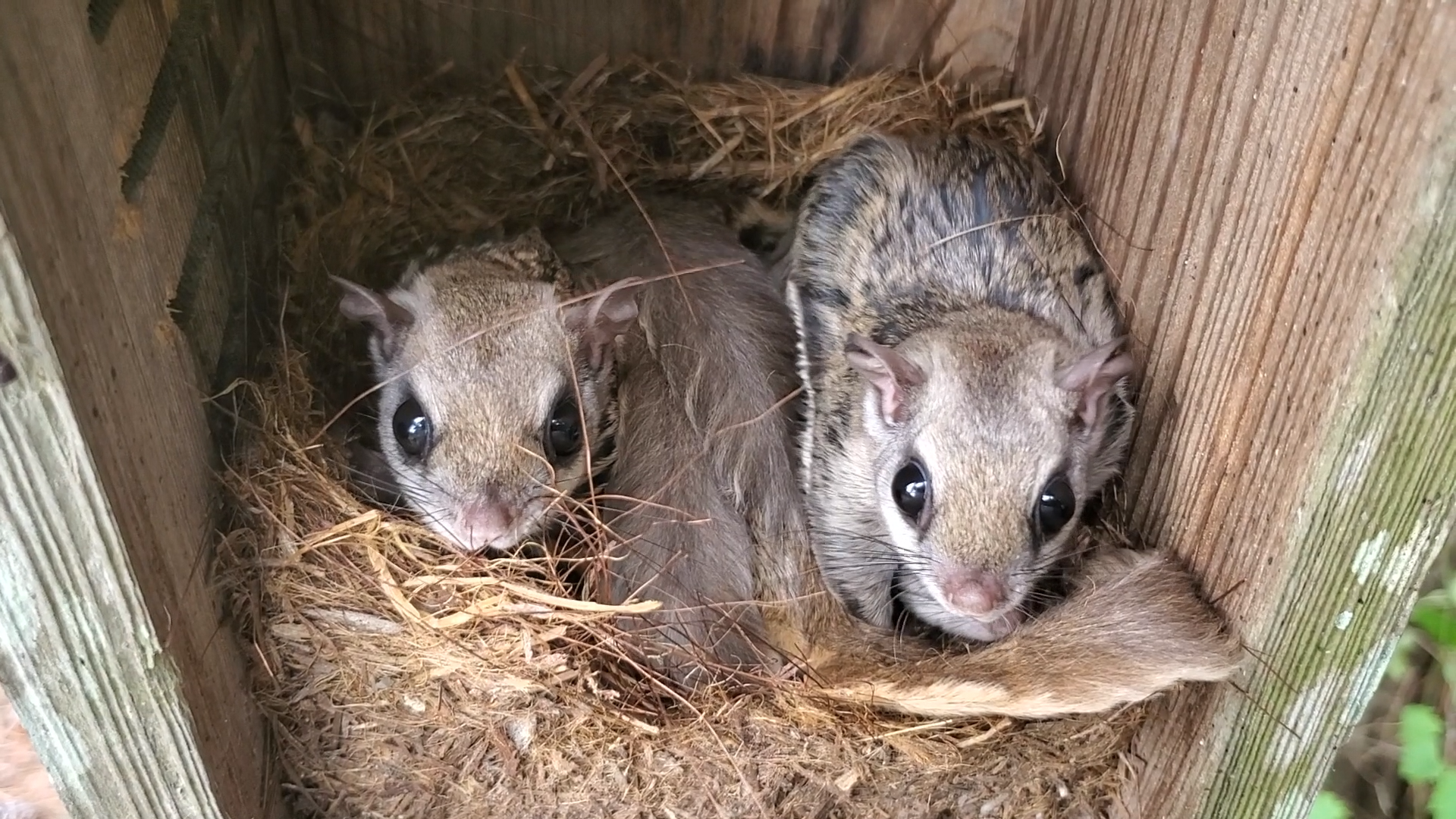 Baby Flying Squirrels