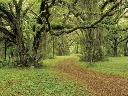 Land Trust Live Oak