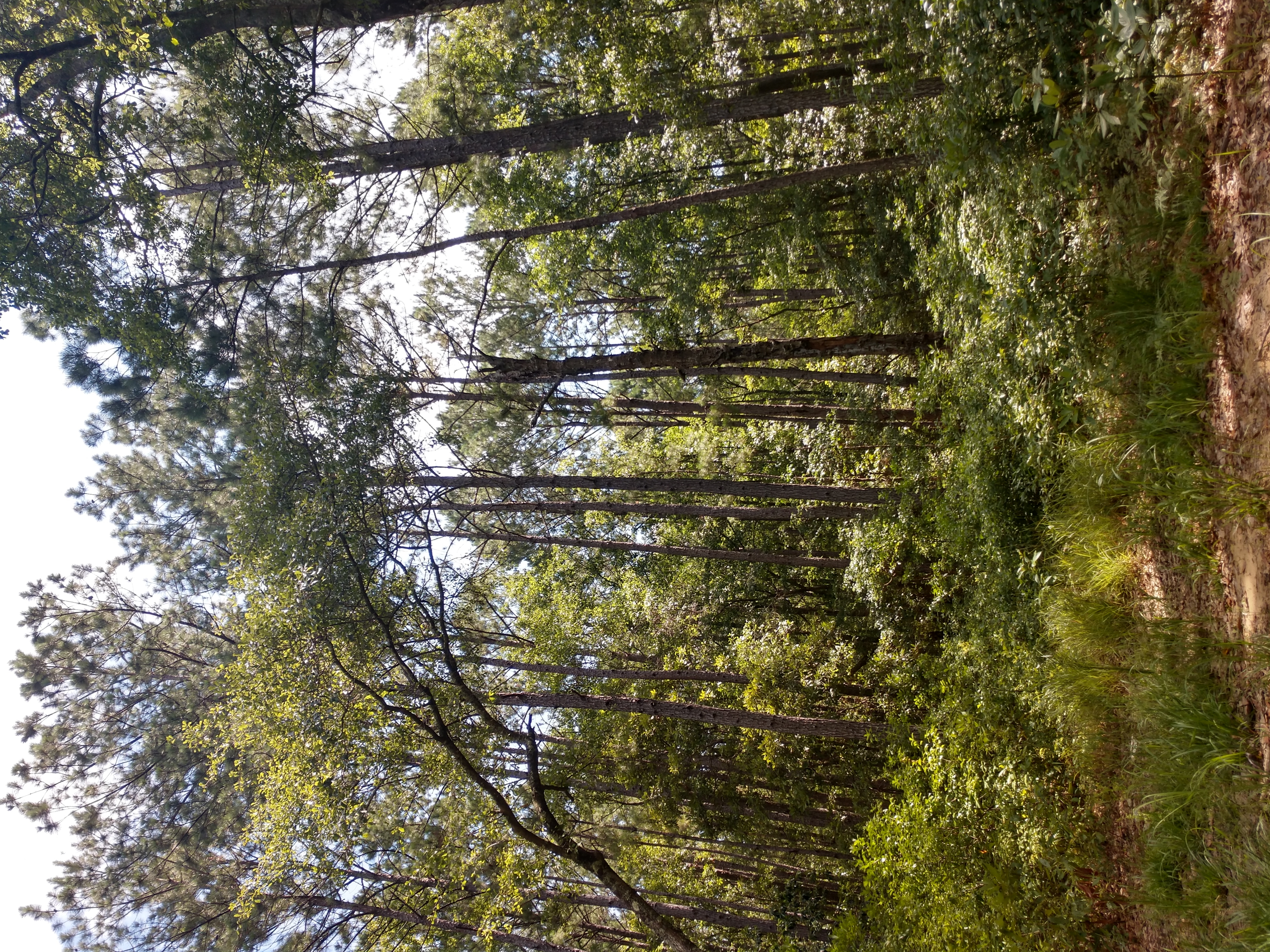 Habitat Restoration Projects Begin in Beaufort County