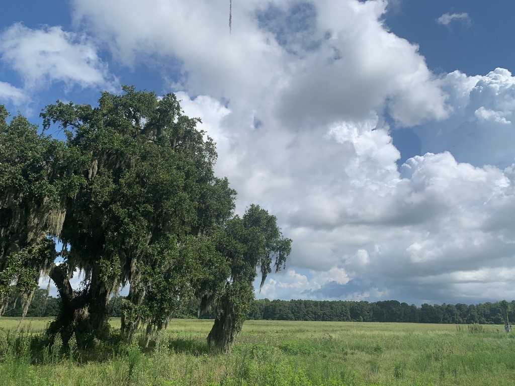 Beaufort County Protects Saint Helena Island Henry Farms North