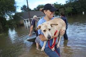 Beaufort County Animal Services Hosting Training on How to Help Animals in Disasters and Looking for County Animal Response Team Volunteers