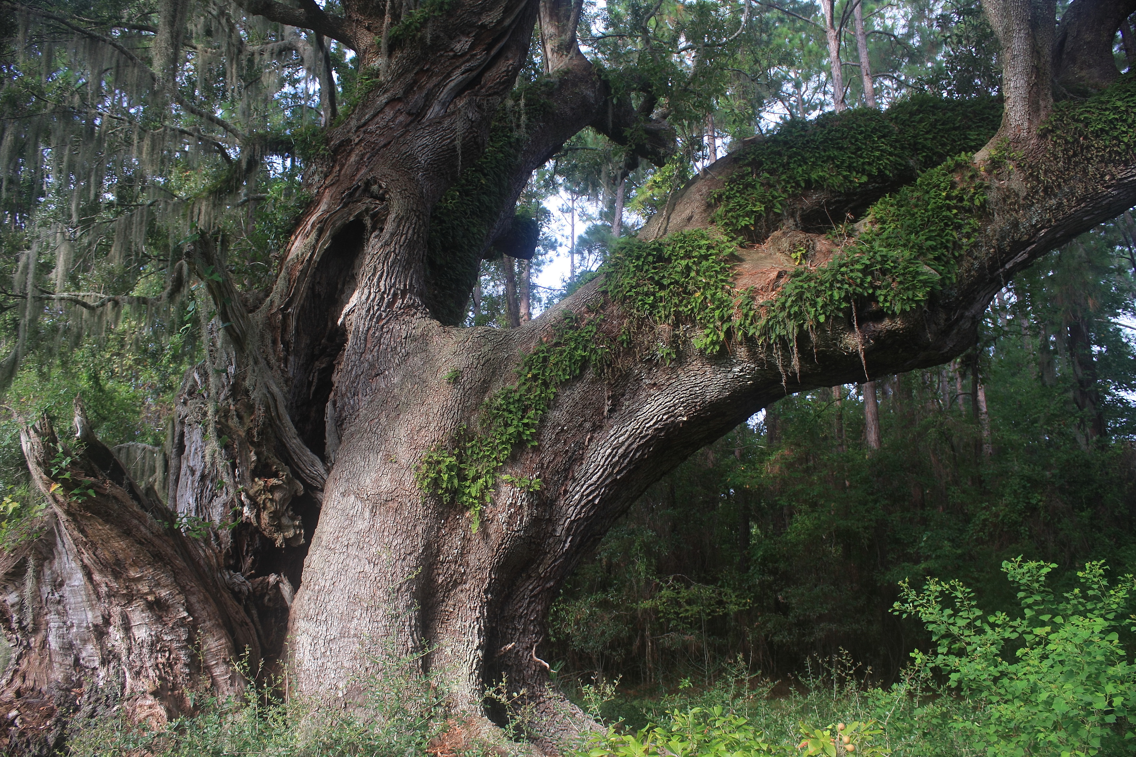 Beaufort County Protects Heritage Tree Known as Cherry Hill Oak