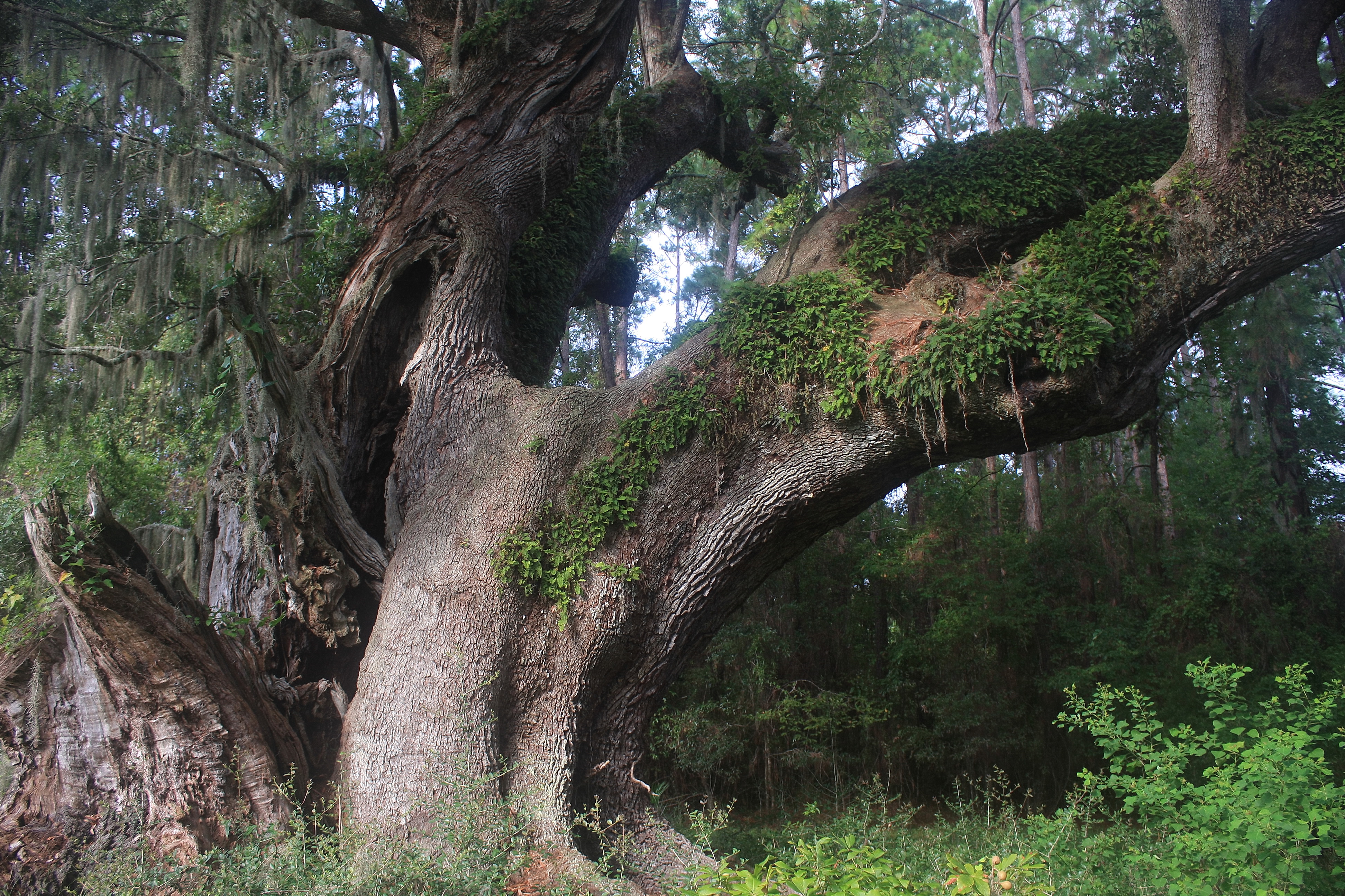 Cherry Hill Oak