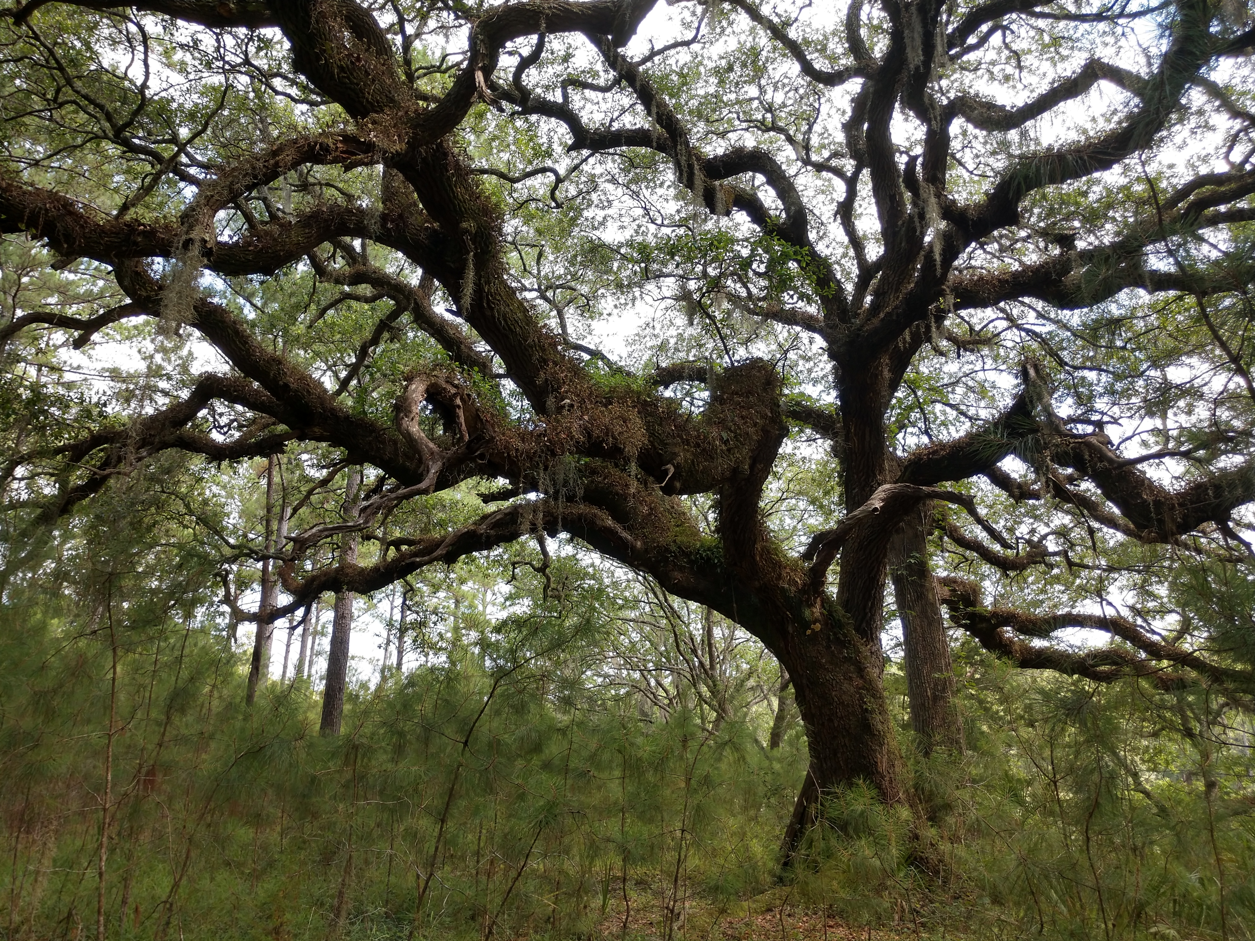 Okatie Live Oak