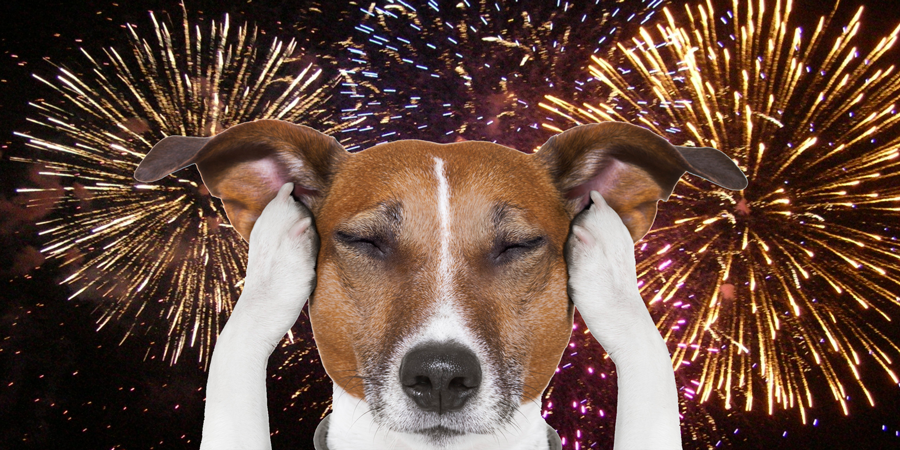 Pet Safety Tips for  Independence Day Holiday