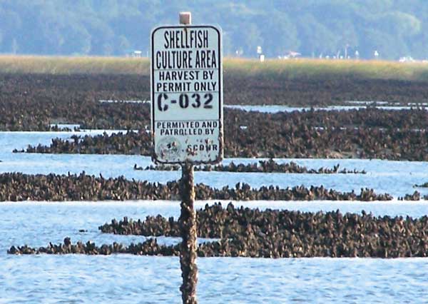 SCDNR Oyster Beds