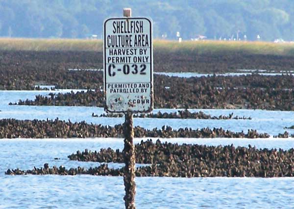 Several County Boat Landings  to Close for Annual Shellfish Bed Reseeding