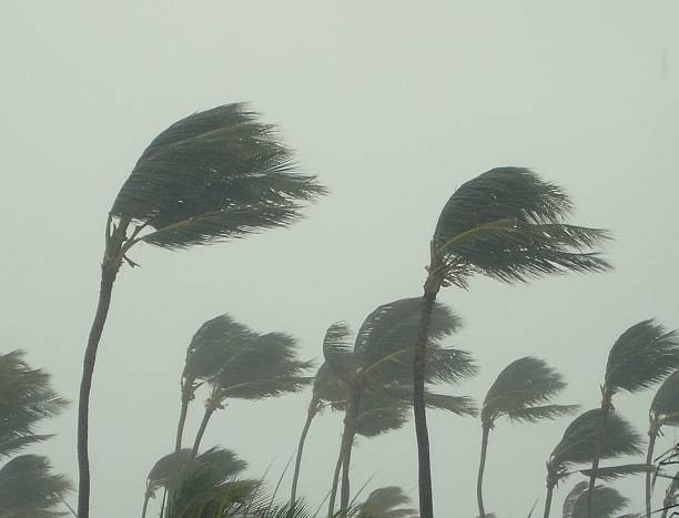 Hurricane Palm Trees