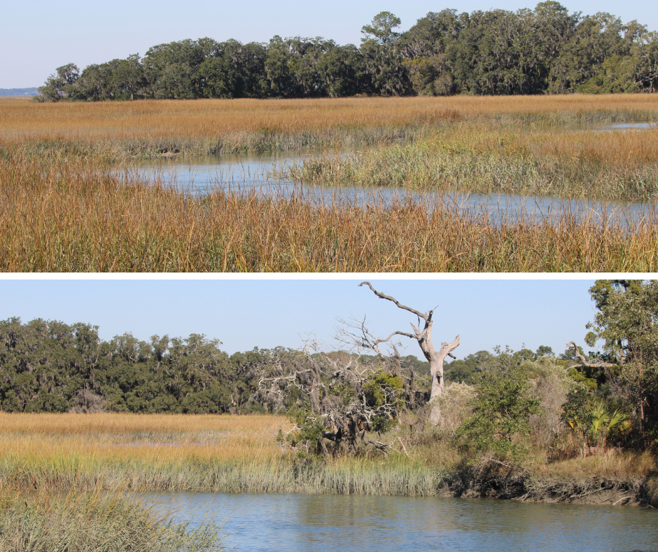 Beaufort County Land Preservation Department to Host Informational Open House: Bermuda Bluff Preserve Improvements