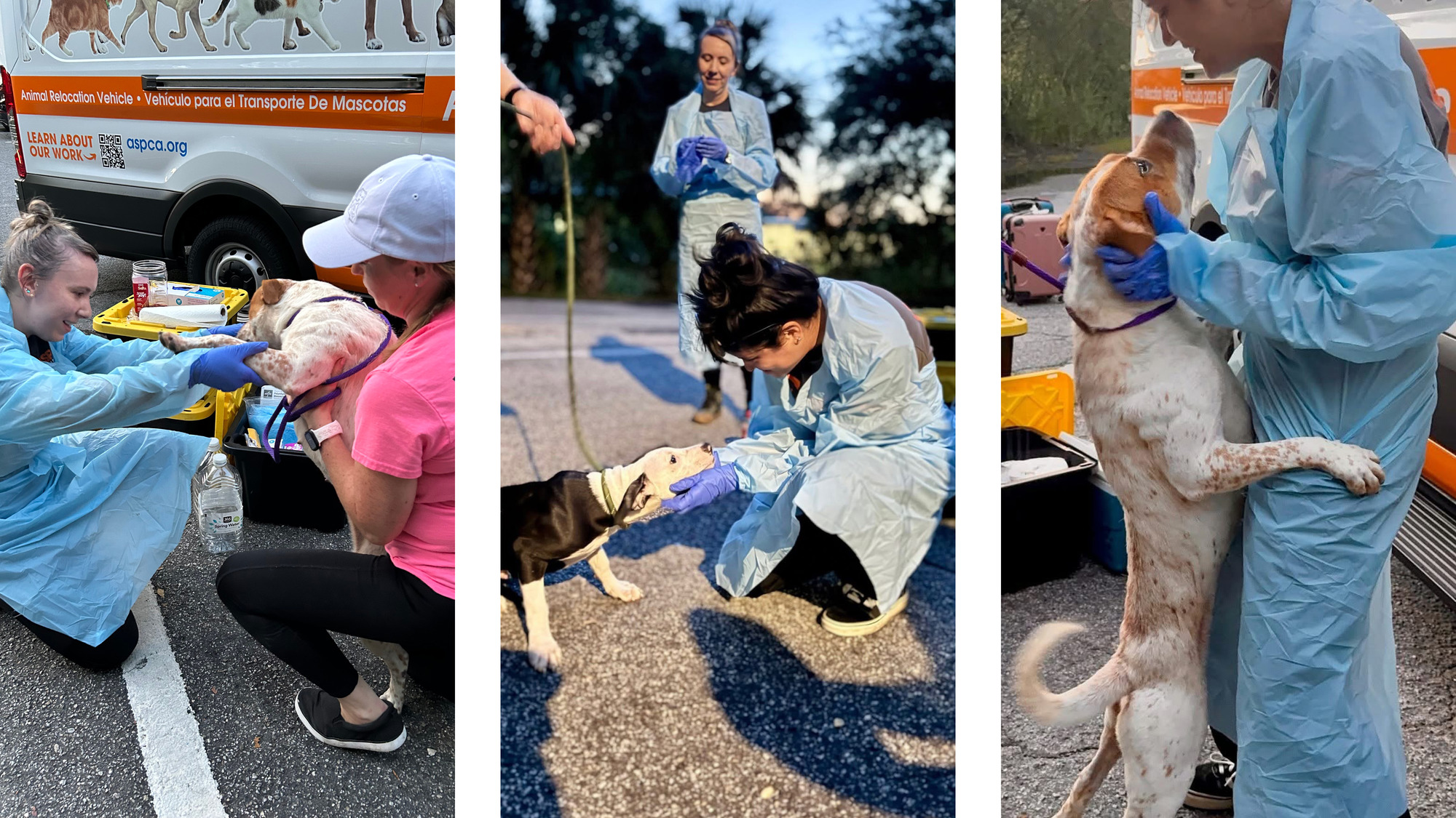 aspca_original-1.jpg